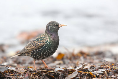 Common Starling