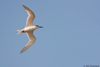 Sandwich Tern