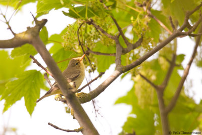 Icterine Warbler