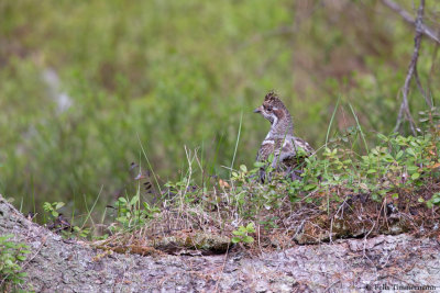 Hazel Grouse