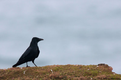 Carrion Crow