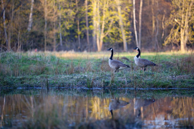 Canada Goose