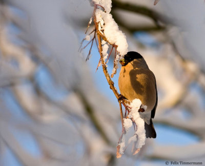 Bullfinch