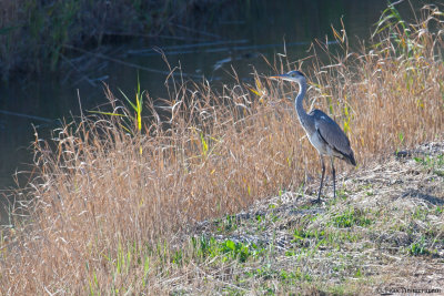 Grey Heron