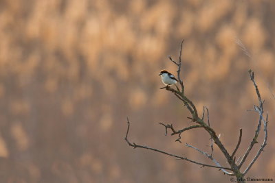 Woodchat Shrike ssp. badius