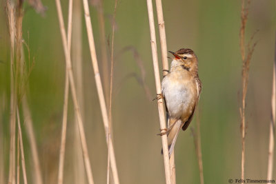 Sedge Warbler
