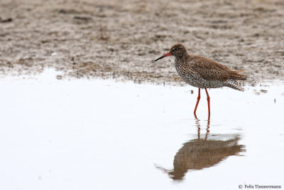Common Redshank