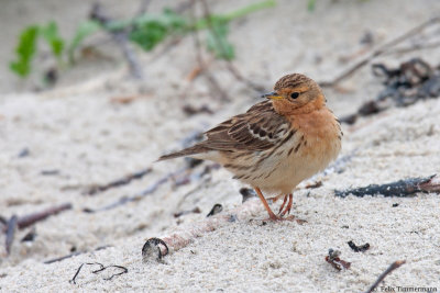 Red-throated Pipit