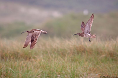 Whimbrel