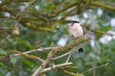 Red-backed Shrike