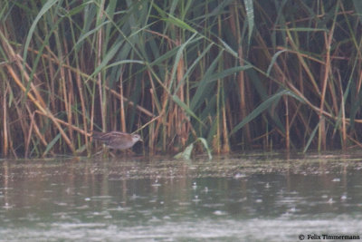 Little Crake