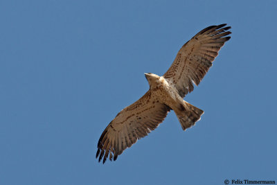 Short-toed Eagle