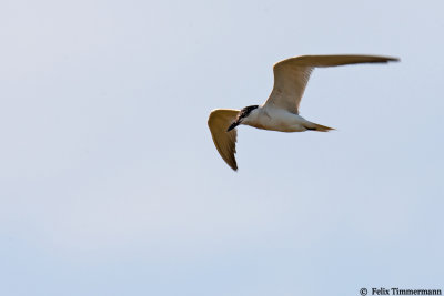 Gull-billed Tern