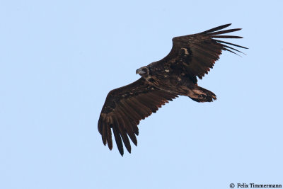 Cinereous Vulture