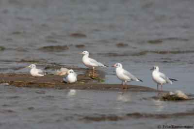 Slender-billed Gull