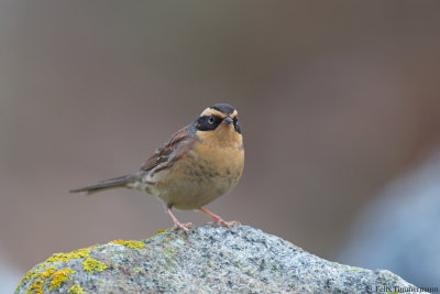 Siberian Accentor