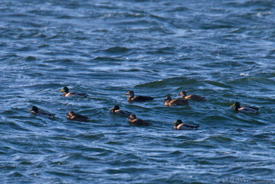American Black Duck