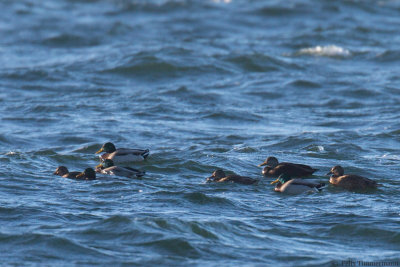 American Black Duck