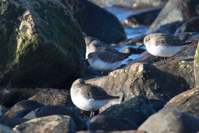 Red-necked Stint