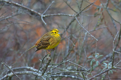 Yellowhammer