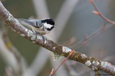 Coal Tit