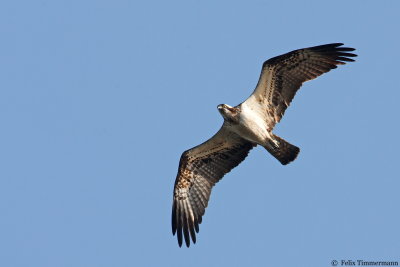 Osprey