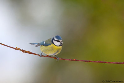 Blue Tit