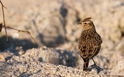 Eurasian Skylark