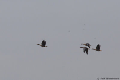 Lesser White-fronted Geese