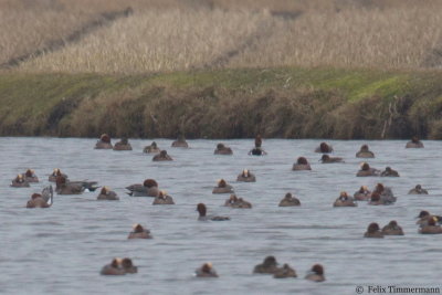 Baikal Teal