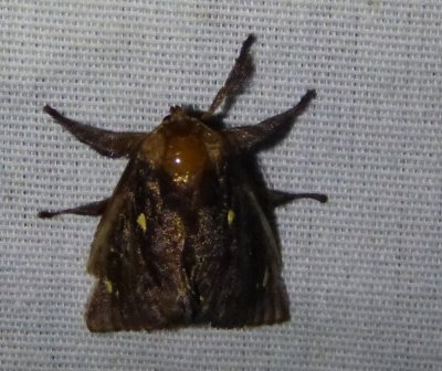 Allen Acres moths