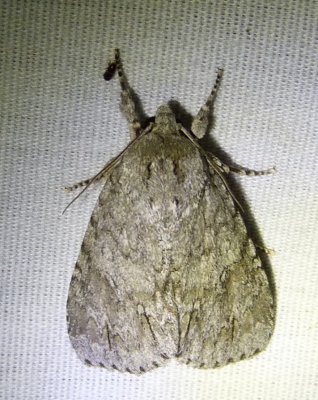 Acronicta Americana American Dagger Moth.jpg