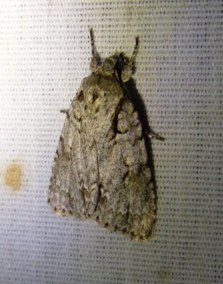 Acronicta hastaSpeared Dagger Moth 2.jpg