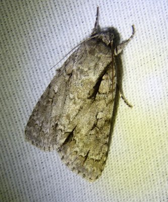 Acronicta hastaSpeared Dagger Moth.jpg