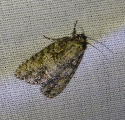 Acronicta ovata Ovate Dagger Moth 3.jpg