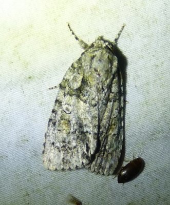 Acronicta ovata Ovate Dagger Moth.jpg