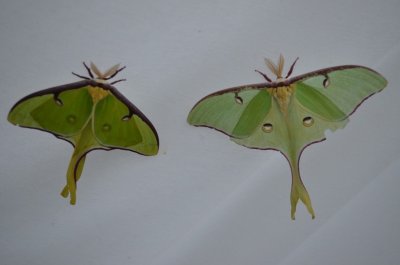 Actias luna Luna Moth.jpg