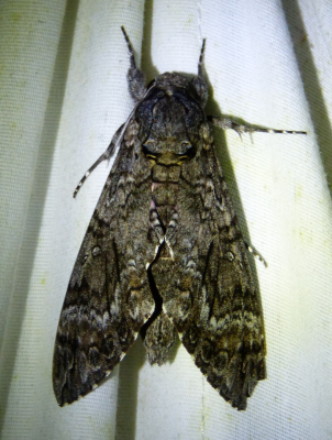 Agrius cingulate Pink Spotted Hawkmoth.png