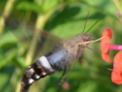 Aellopos Sphinx moth.jpg