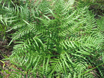  Ferns of Louisiana