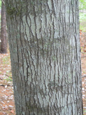 Acer rubrum red maple bark.JPG