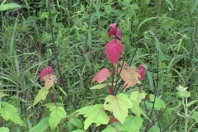 Acer rubrum red maple.jpg