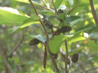 Alnus serrulata alder female.jpg
