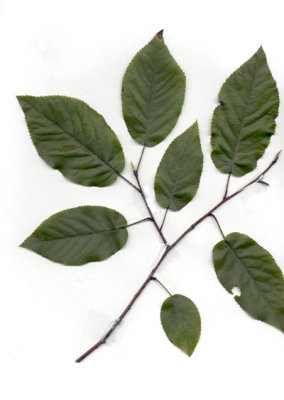 Amelanchier arborea serviceberry.JPG