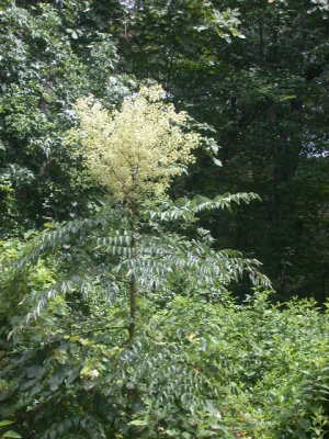 Aralia spinosa devil's walkingstick.jpg