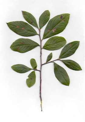 Aronia arbutifolia red chokecherry.JPG