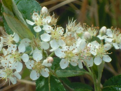 Aronia arbutifolia red chokecherry 2.JPG