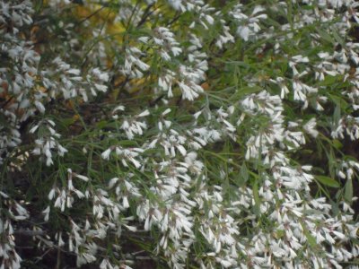 Baccharis halimifolia female.JPG