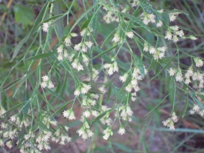 Baccharis halimifolia male.JPG
