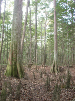 Taxodium distichum baldcypress 2.jpg